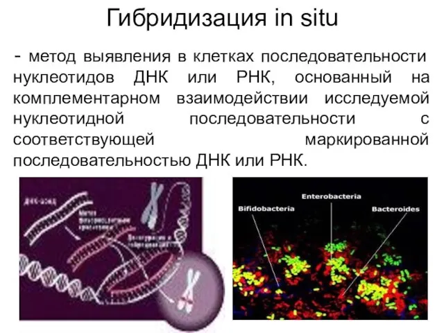 Гибридизация in situ - метод выявления в клетках последовательности нуклеотидов ДНК