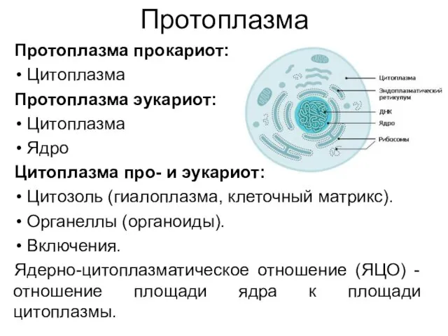 Протоплазма Протоплазма прокариот: Цитоплазма Протоплазма эукариот: Цитоплазма Ядро Цитоплазма про- и