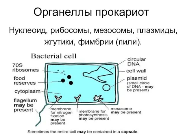 Органеллы прокариот Нуклеоид, рибосомы, мезосомы, плазмиды, жгутики, фимбрии (пили).