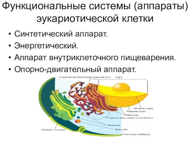 Функциональные системы (аппараты) эукариотической клетки Синтетический аппарат. Энергетический. Аппарат внутриклеточного пищеварения. Опорно-двигательный аппарат.