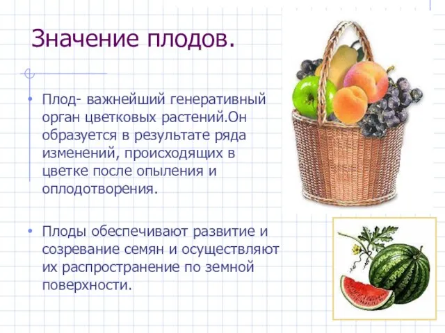 Значение плодов. Плод- важнейший генеративный орган цветковых растений.Он образуется в результате