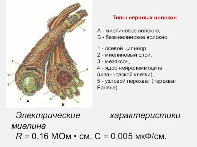 Типы нервных волокон А - миелиновое волокно, Б - безмиелиновое волокно.