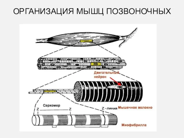 ОРГАНИЗАЦИЯ МЫШЦ ПОЗВОНОЧНЫХ