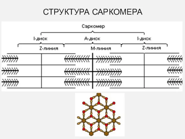 СТРУКТУРА САРКОМЕРА