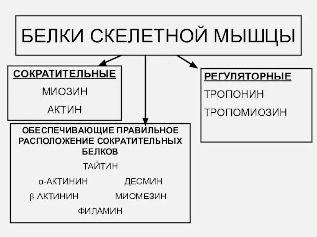 БЕЛКИ СКЕЛЕТНОЙ МЫШЦЫ СОКРАТИТЕЛЬНЫЕ МИОЗИН АКТИН РЕГУЛЯТОРНЫЕ ТРОПОНИН ТРОПОМИОЗИН ОБЕСПЕЧИВАЮЩИЕ ПРАВИЛЬНОЕ