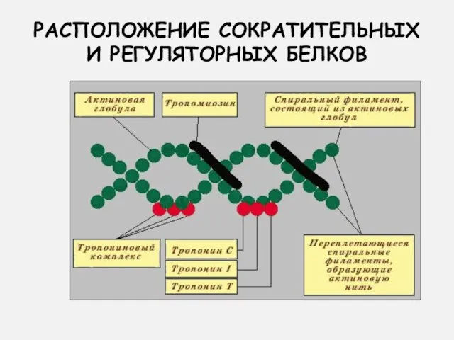 РАСПОЛОЖЕНИЕ СОКРАТИТЕЛЬНЫХ И РЕГУЛЯТОРНЫХ БЕЛКОВ