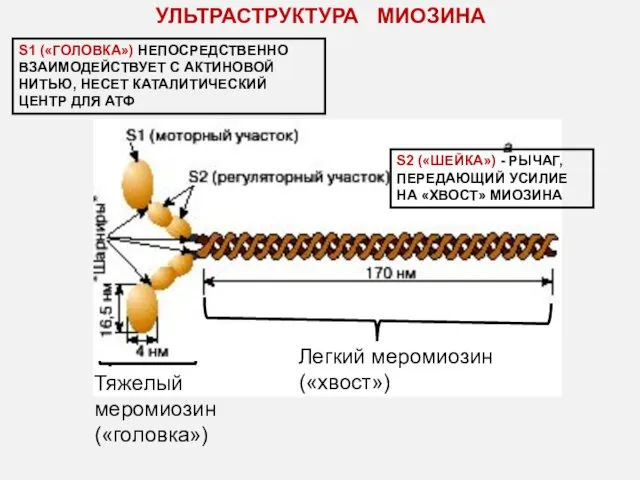 S1 («ГОЛОВКА») НЕПОСРЕДСТВЕННО ВЗАИМОДЕЙСТВУЕТ С АКТИНОВОЙ НИТЬЮ, НЕСЕТ КАТАЛИТИЧЕСКИЙ ЦЕНТР ДЛЯ