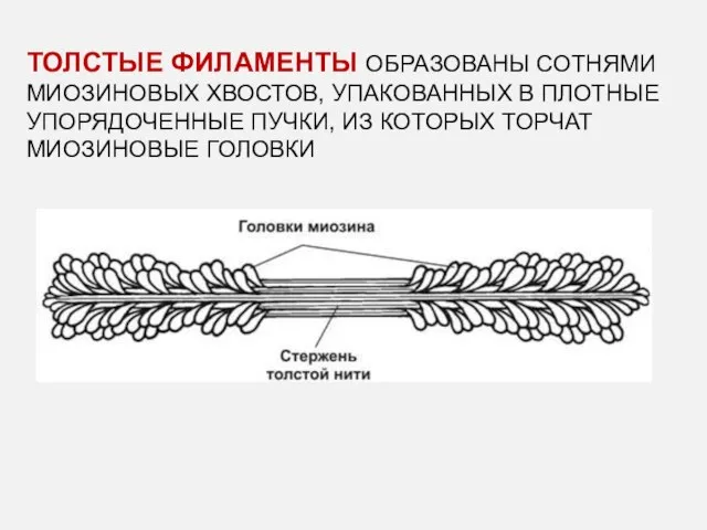 ТОЛСТЫЕ ФИЛАМЕНТЫ ОБРАЗОВАНЫ СОТНЯМИ МИОЗИНОВЫХ ХВОСТОВ, УПАКОВАННЫХ В ПЛОТНЫЕ УПОРЯДОЧЕННЫЕ ПУЧКИ, ИЗ КОТОРЫХ ТОРЧАТ МИОЗИНОВЫЕ ГОЛОВКИ