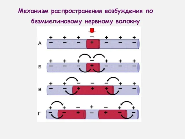 Механизм распространения возбуждения по безмиелиновому нервному волокну