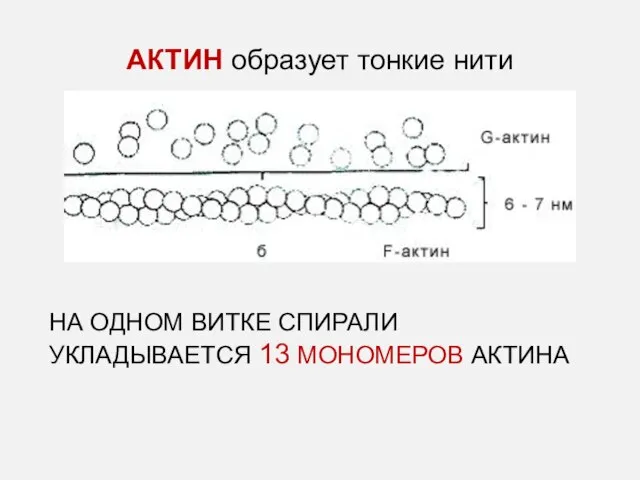 АКТИН образует тонкие нити НА ОДНОМ ВИТКЕ СПИРАЛИ УКЛАДЫВАЕТСЯ 13 МОНОМЕРОВ АКТИНА