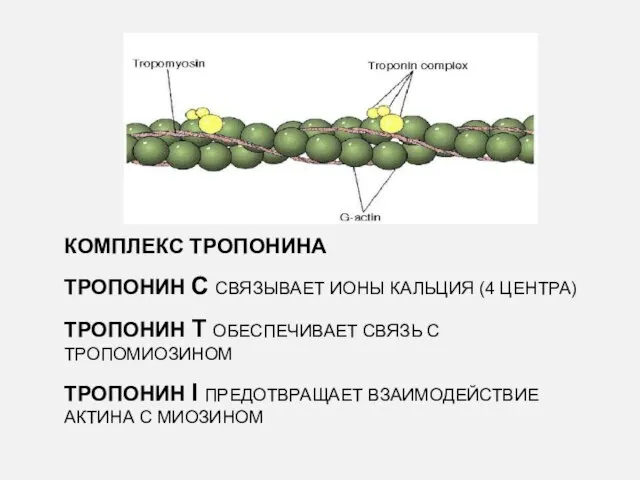 КОМПЛЕКС ТРОПОНИНА ТРОПОНИН С СВЯЗЫВАЕТ ИОНЫ КАЛЬЦИЯ (4 ЦЕНТРА) ТРОПОНИН Т