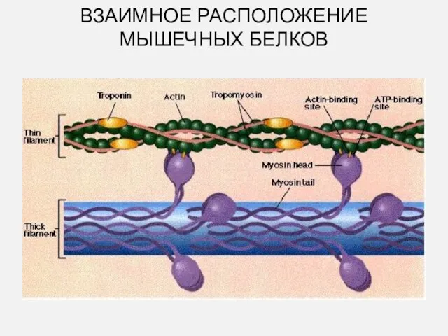 ВЗАИМНОЕ РАСПОЛОЖЕНИЕ МЫШЕЧНЫХ БЕЛКОВ