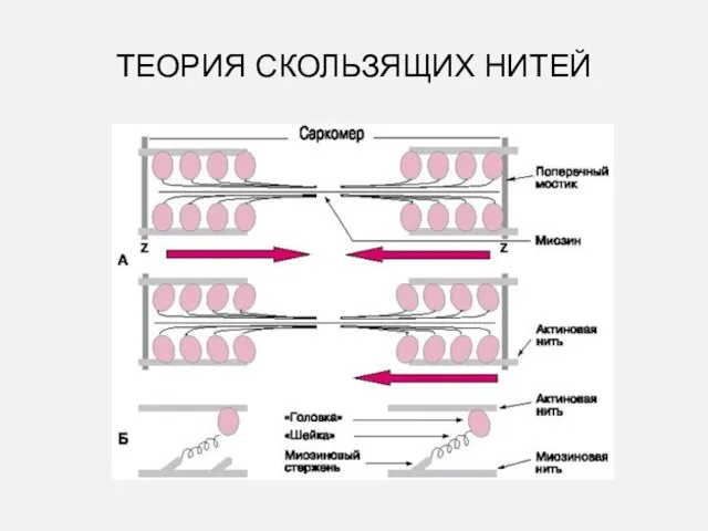 ТЕОРИЯ СКОЛЬЗЯЩИХ НИТЕЙ