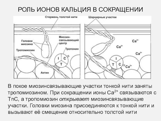 В покое миозинсвязывающие участки тонкой нити заняты тропомиозином. При сокращении ионы