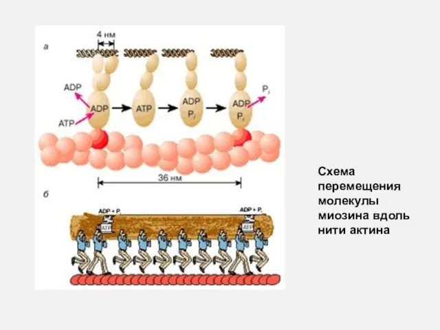 Схема перемещения молекулы миозина вдоль нити актина