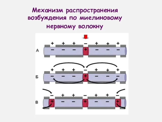 Механизм распространения возбуждения по миелиновому нервному волокну