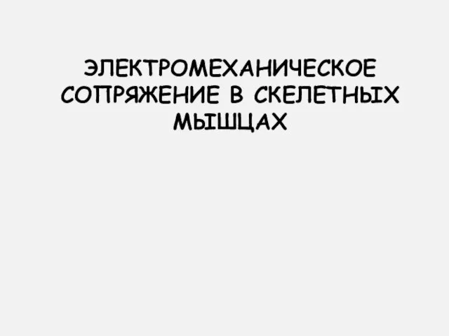 ЭЛЕКТРОМЕХАНИЧЕСКОЕ СОПРЯЖЕНИЕ В СКЕЛЕТНЫХ МЫШЦАХ