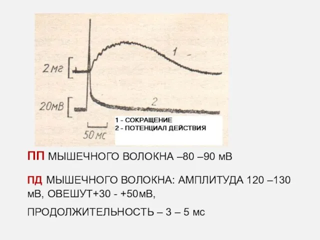 ПП МЫШЕЧНОГО ВОЛОКНА –80 –90 мВ ПД МЫШЕЧНОГО ВОЛОКНА: АМПЛИТУДА 120