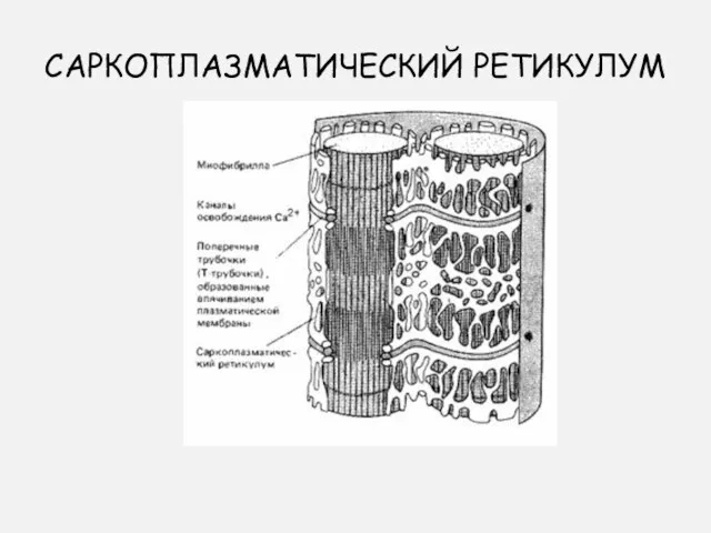 САРКОПЛАЗМАТИЧЕСКИЙ РЕТИКУЛУМ