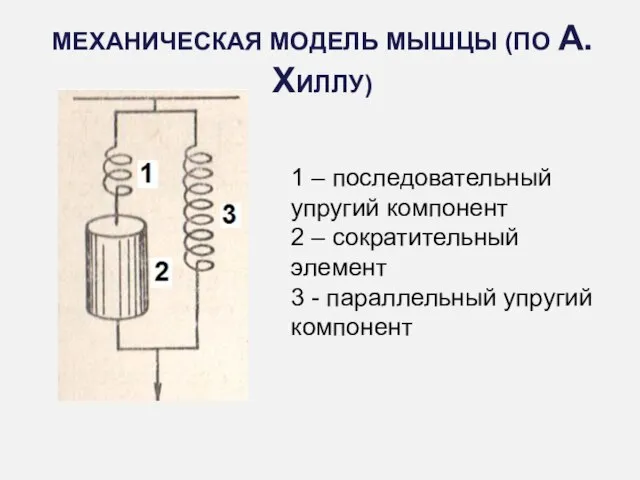 МЕХАНИЧЕСКАЯ МОДЕЛЬ МЫШЦЫ (ПО А.ХИЛЛУ) 1 – последовательный упругий компонент 2