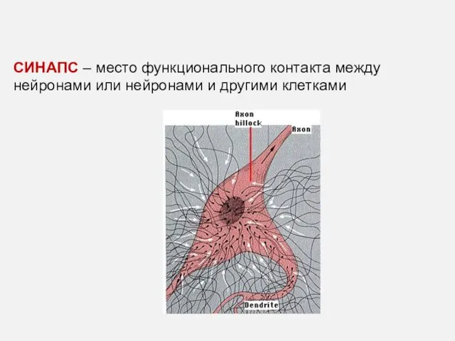 СИНАПС – место функционального контакта между нейронами или нейронами и другими клетками