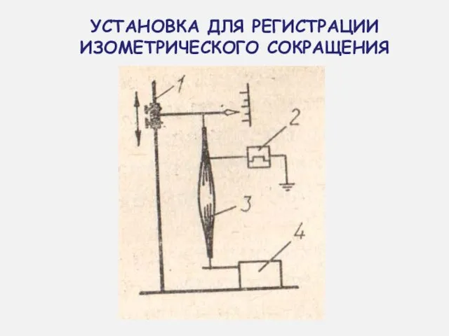 УСТАНОВКА ДЛЯ РЕГИСТРАЦИИ ИЗОМЕТРИЧЕСКОГО СОКРАЩЕНИЯ