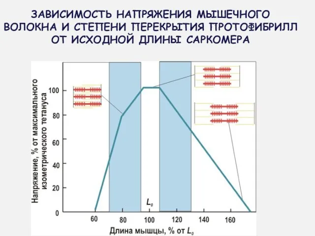 ЗАВИСИМОСТЬ НАПРЯЖЕНИЯ МЫШЕЧНОГО ВОЛОКНА И СТЕПЕНИ ПЕРЕКРЫТИЯ ПРОТОФИБРИЛЛ ОТ ИСХОДНОЙ ДЛИНЫ САРКОМЕРА