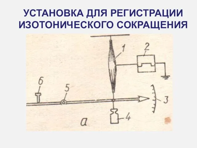 УСТАНОВКА ДЛЯ РЕГИСТРАЦИИ ИЗОТОНИЧЕСКОГО СОКРАЩЕНИЯ