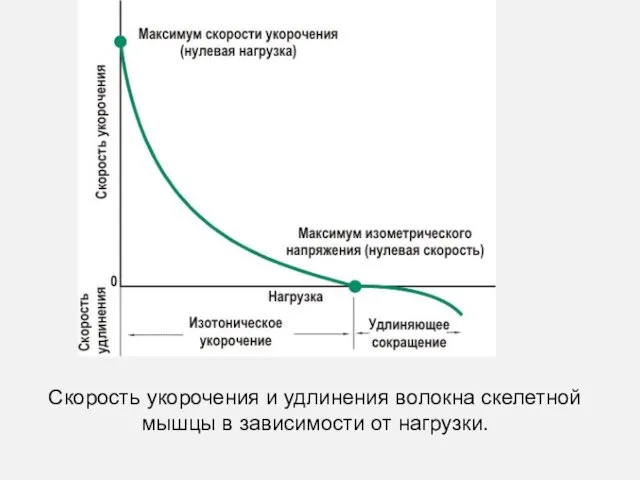 Скорость укорочения и удлинения волокна скелетной мышцы в зависимости от нагрузки.