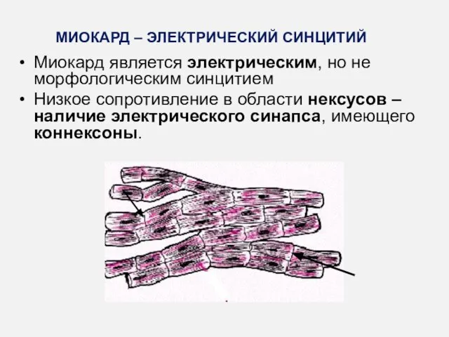 Миокард является электрическим, но не морфологическим синцитием Низкое сопротивление в области