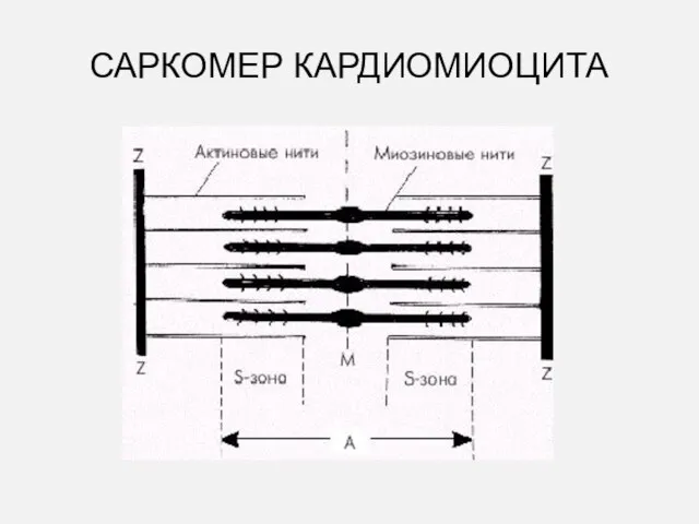 САРКОМЕР КАРДИОМИОЦИТА