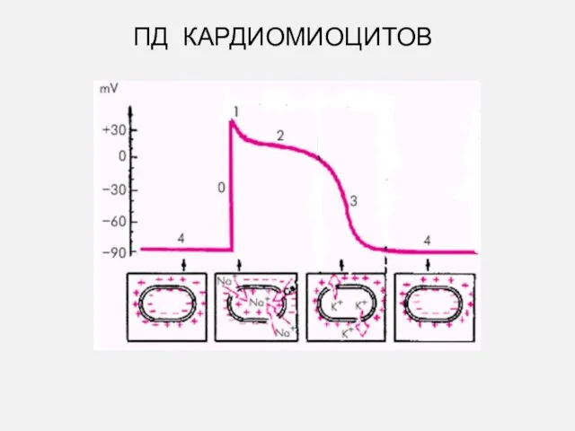 ПД КАРДИОМИОЦИТОВ