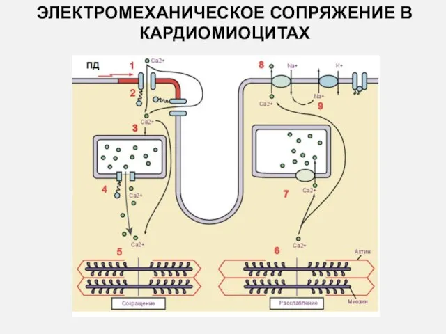 ЭЛЕКТРОМЕХАНИЧЕСКОЕ СОПРЯЖЕНИЕ В КАРДИОМИОЦИТАХ