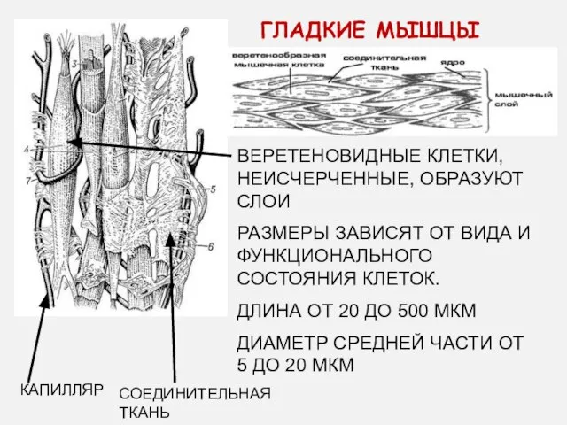 ГЛАДКИЕ МЫШЦЫ ВЕРЕТЕНОВИДНЫЕ КЛЕТКИ, НЕИСЧЕРЧЕННЫЕ, ОБРАЗУЮТ СЛОИ РАЗМЕРЫ ЗАВИСЯТ ОТ ВИДА