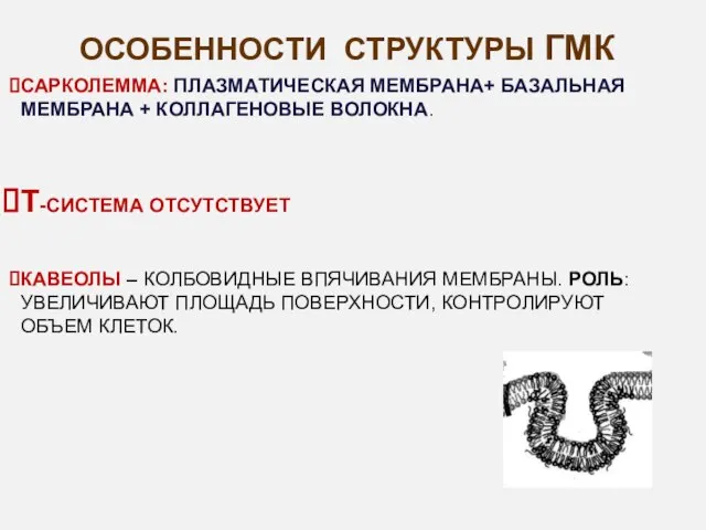 ОСОБЕННОСТИ СТРУКТУРЫ ГМК САРКОЛЕММА: ПЛАЗМАТИЧЕСКАЯ МЕМБРАНА+ БАЗАЛЬНАЯ МЕМБРАНА + КОЛЛАГЕНОВЫЕ ВОЛОКНА.