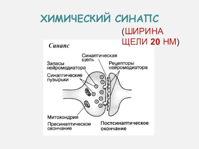 ХИМИЧЕСКИЙ СИНАПС (ШИРИНА ЩЕЛИ 20 НМ)