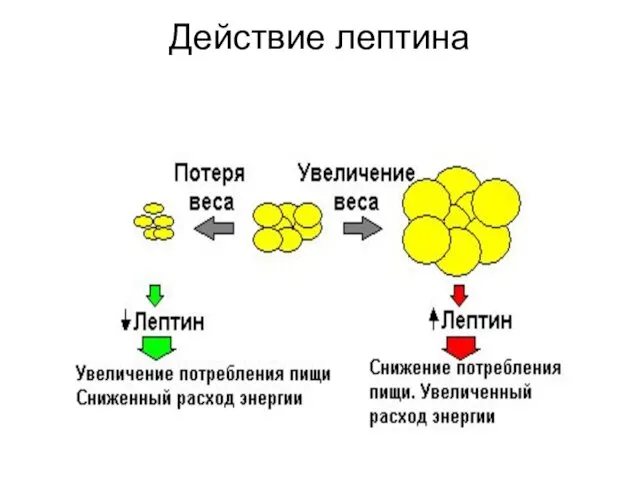 Действие лептина