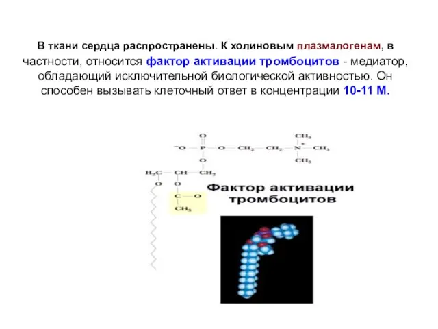 В ткани сердца распространены. К холиновым плазмалогенам, в частности, относится фактор