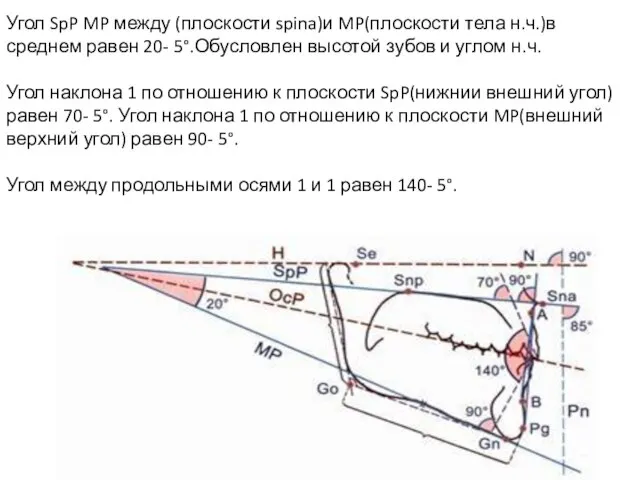 Угол SpP MP между (плоскости spina)и MP(плоскости тела н.ч.)в среднем равен