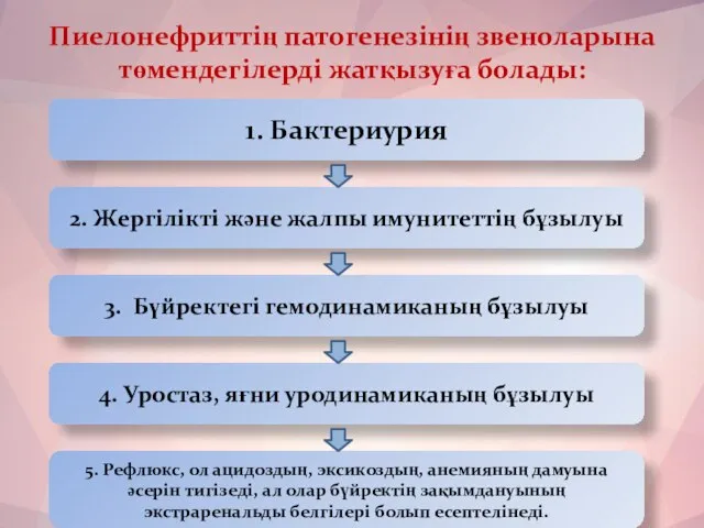 Пиелонефриттің патогенезінің звеноларына төмендегілерді жатқызуға болады: 1. Бактериурия 2. Жергілікті және