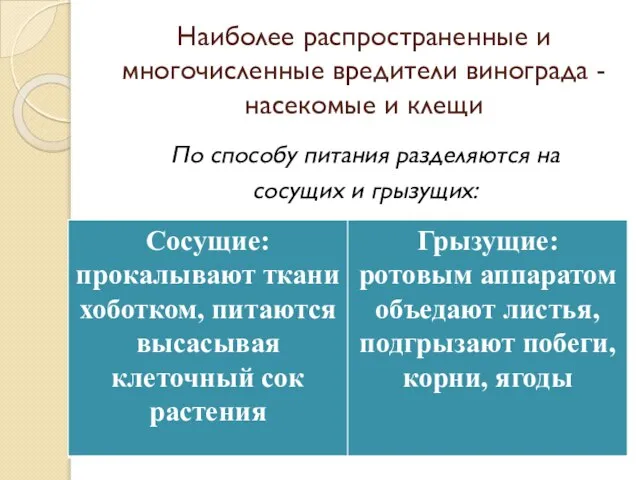 Наиболее распространенные и многочисленные вредители винограда - насекомые и клещи По