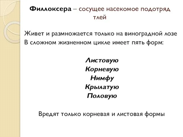 Филлоксера – сосущее насекомое подотряд тлей Живет и размножается только на