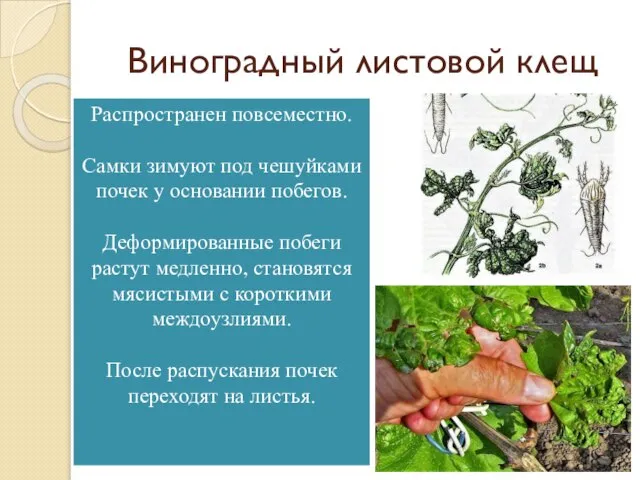 Виноградный листовой клещ