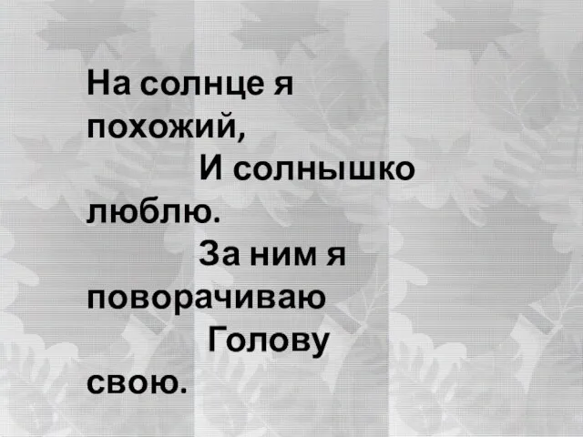 На солнце я похожий, И солнышко люблю. За ним я поворачиваю Голову свою.