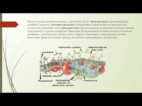 Биологическая мембрана включает и различные белки: интегральные (пронизывающие мембрану насквозь), полуинтегральные