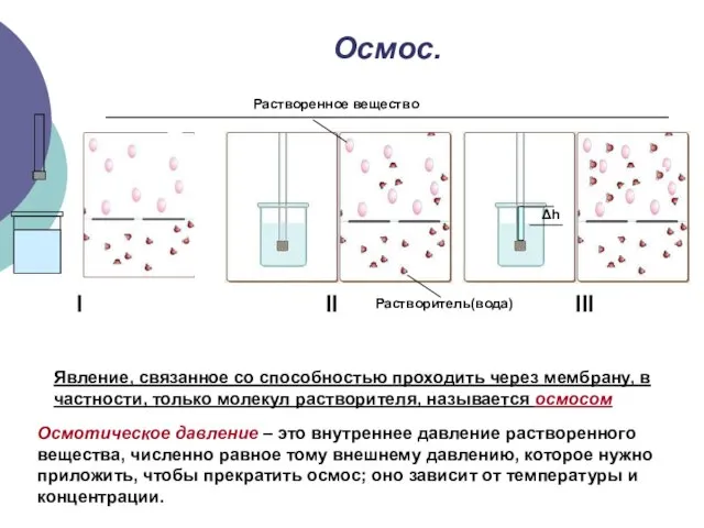 Осмос. I II Δh III Растворенное вещество Явление, связанное со способностью