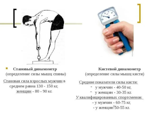 Сила кисти и становая сила