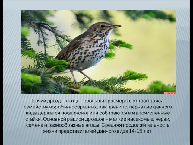 Певчий дрозд – птица небольших размеров, относящаяся к семейству воробьинообразных, как