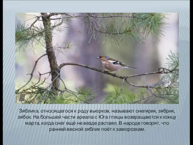 Зяблика, относящегося к роду вьюрков, называют снегирик, зябрик, зябок. На большей