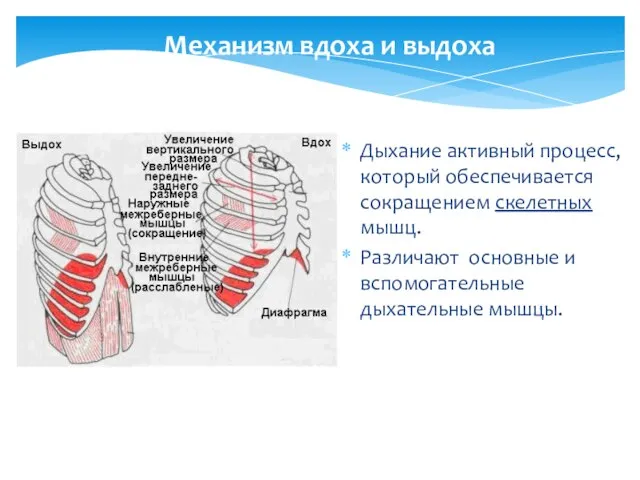 Механизм вдоха и выдоха Дыхание активный процесс, который обеспечивается сокращением скелетных